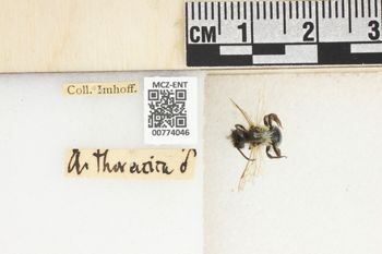 Media type: image;   Entomology 774046 Aspect: Labels